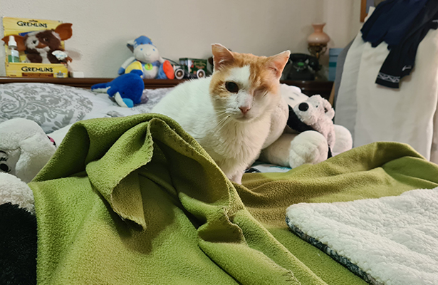 ANGELITO