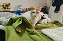 ANGELITO