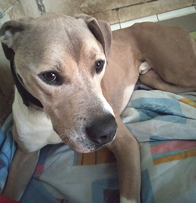 BULO