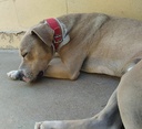 BULO