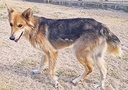 MIRASOL
