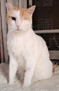ANGELITO