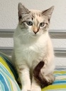 ROSALIA