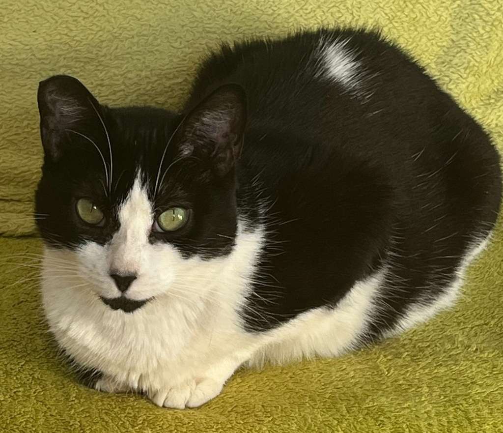 HEIDI