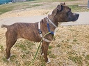 QUEYSHA