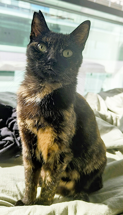 CARI