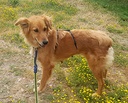 STELLA