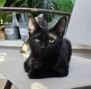 MOCCA