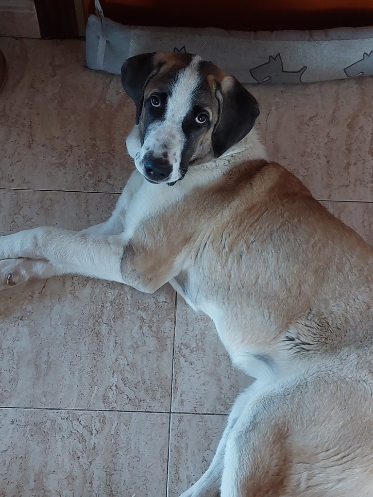 EMPANADILLA