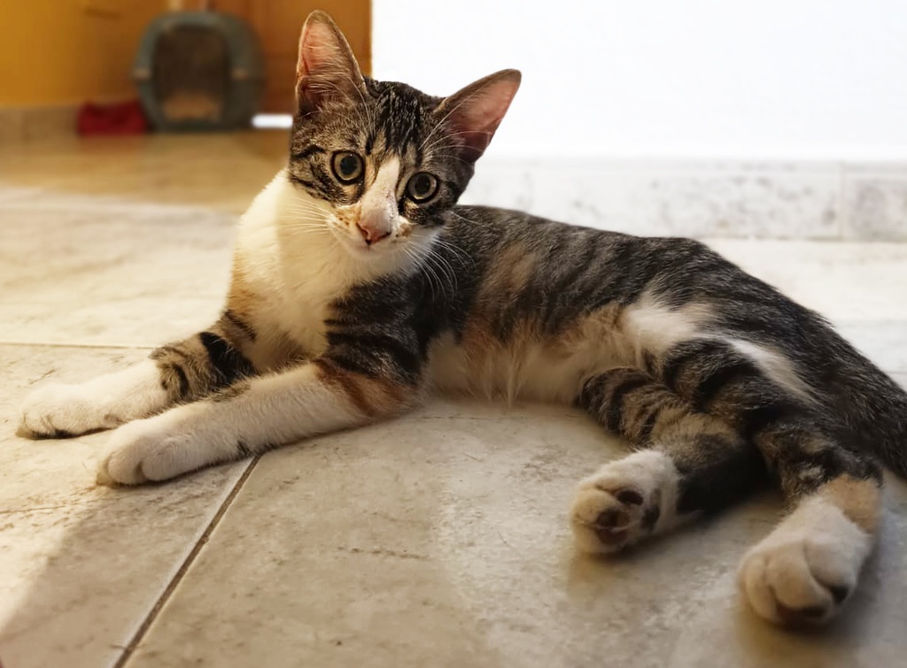 DORIS