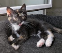 YZMA
