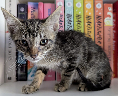 LORENZO