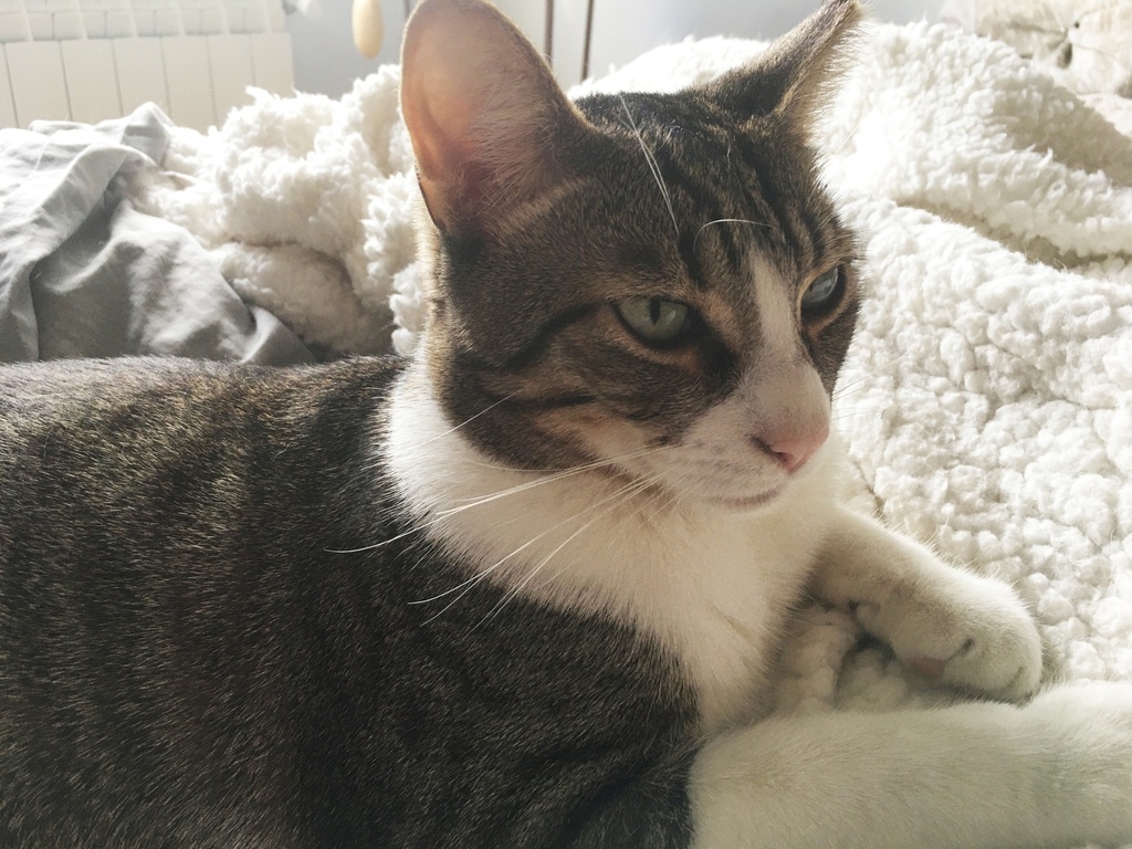 TOMBO